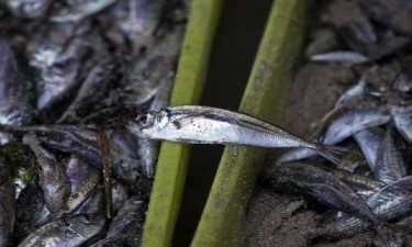 Governo suspende pesca do carapau para garantir sustentabilidade da espécie